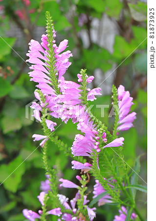 満開の花虎ノ尾（ハナトラノオ）の花 81873925