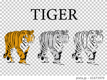 老虎的插圖 老虎的插圖 81873970