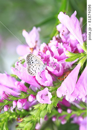 満開の花虎ノ尾 ハナトラノオ の花 の写真素材