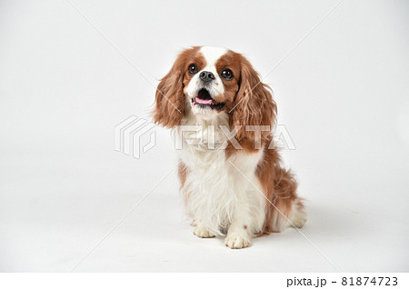 キャバリアのシンプルなポートレート キャバリアのシンプルなポートレート 81874723