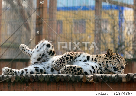 Spotted African leopard, wild and big pussy in the zoo. Spotted African leopard, wild and big pussy in the zoo. 81874867