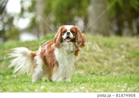 ドッグランでおすましするキャバリア 81874908