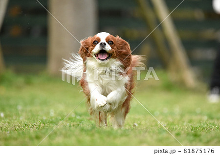 ドッグランで遊ぶキャバリア 81875176
