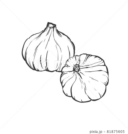 garlic drawing clip art