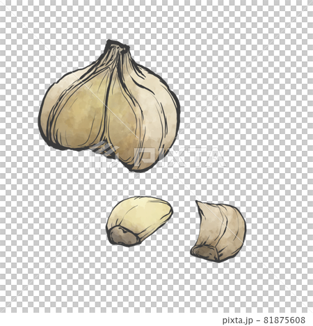 Japanese style hand-drawn illustration of garlic 81875608