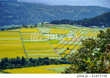 ソバ畑と田んぼがパッチワークのようで美しい新潟県の田園風景 81875746