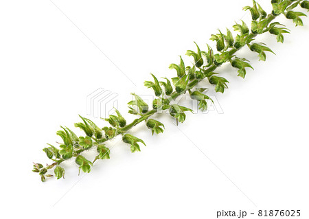 しその実 81876025