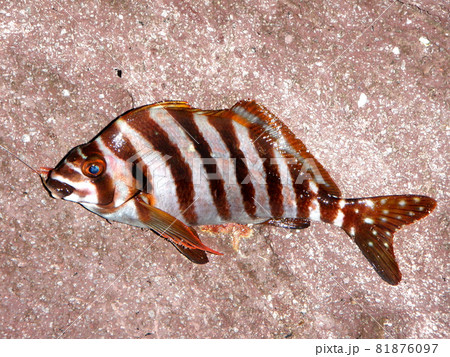 上物釣りで釣れた外道のタカノハダイ 上物釣りで釣れた外道のタカノハダイ 81876097