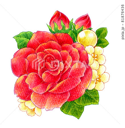 赤いバラのコサージュの色鉛筆画イラストのイラスト素材 [81876436