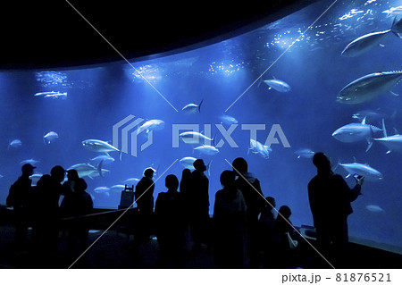マグロの群れが泳ぐ葛西臨海水族園の水槽 81876521