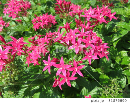 ピンクのペンタスの花 81876690