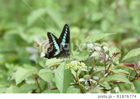 アオスジアゲハ アオスジアゲハ 81876774
