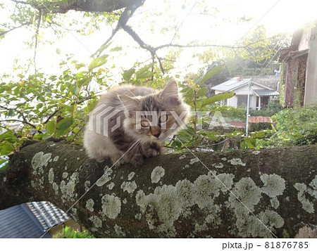 木の上のねこ 木の上のねこ 81876785