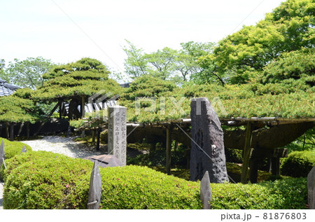 京都 善峯寺の遊龍の松 京都 善峯寺の遊龍の松 81876803