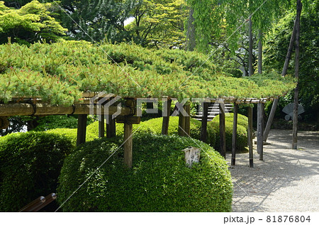 京都 善峯寺の遊龍の松 京都 善峯寺の遊龍の松 81876804