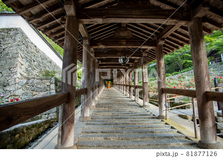 奈良県桜井市 長谷寺の回廊横に咲く牡丹の花とお坊さんの写真素材