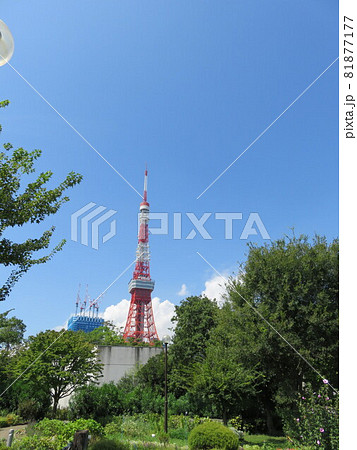 芝公園の花壇越に見える東京タワー 81877177