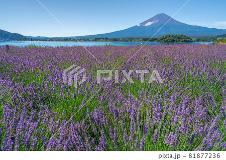 富士山 ラベンダー畑 河口湖 富士山 ラベンダー畑 河口湖 81877236