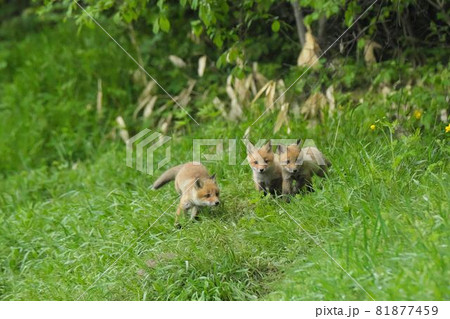 可愛い子キツネたちの写真素材