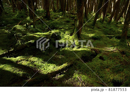 白駒の池周辺の苔むす原生林 白駒の池周辺の苔むす原生林 81877553