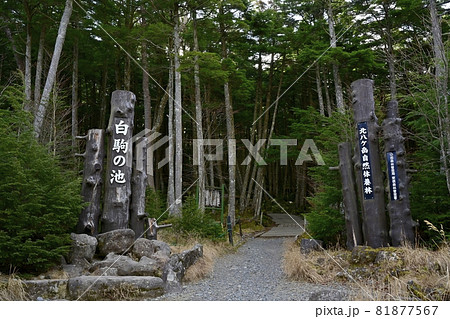 白駒の池入り口の標識と苔むす原生林 白駒の池入り口の標識と苔むす原生林 81877567