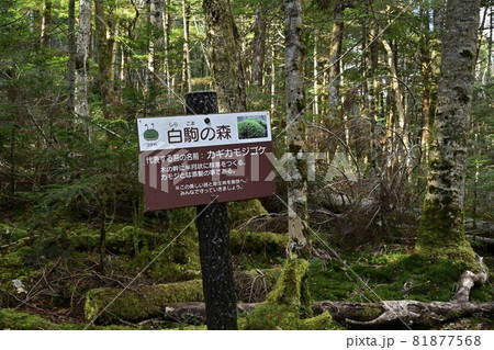 白駒の池周辺の苔むす原生林と案内板 81877568