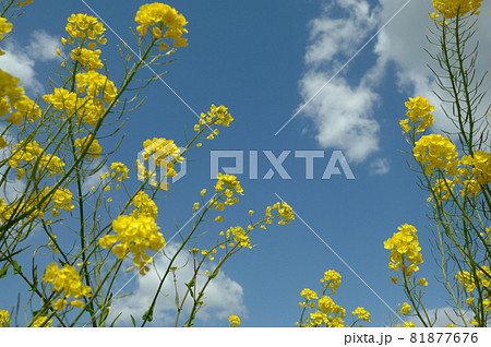 青空の元で見た菜の花 青空の元で見た菜の花 81877676