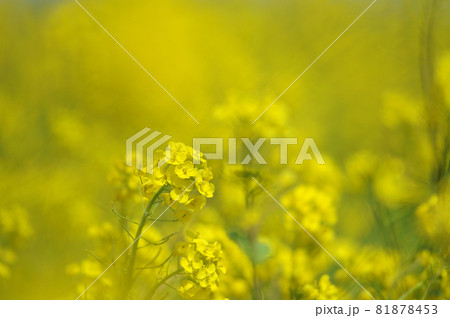 いつか見た菜の花畑 いつか見た菜の花畑 81878453