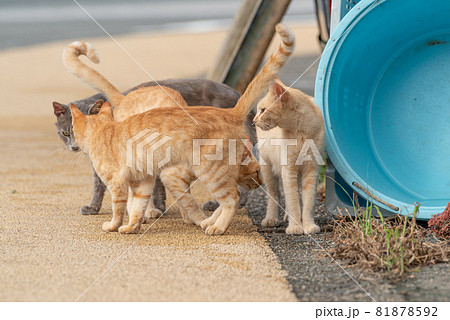 集まる猫 集まる猫 81878592