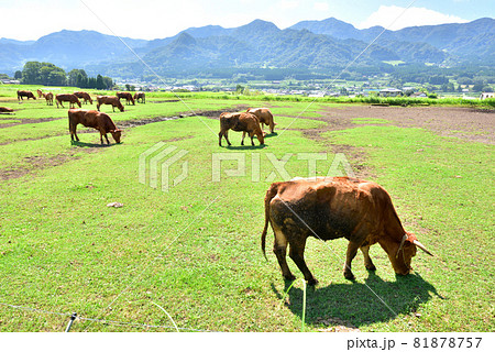 南阿蘇風景　阿蘇の赤牛　赤牛の放牧　熊本県南阿蘇村　 81878757