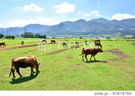 南阿蘇風景　阿蘇の赤牛　赤牛の放牧　熊本県南阿蘇村　 81878760