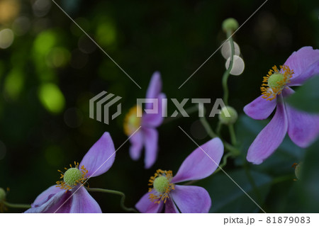 木陰に鮮やかに浮き上がるピンクのシュウメイギクの花 81879083