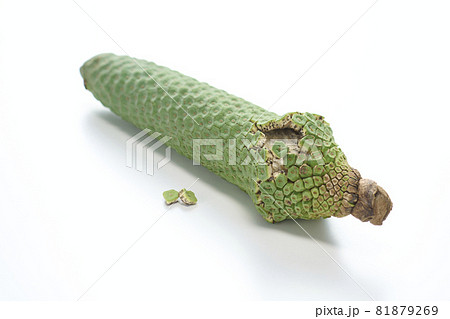 Monstera fruit that is ripe and is about to... - Stock Photo [81879269] -  PIXTA