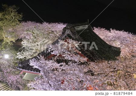 雨引観音のライトアップされた桜の中の仁王門 81879484