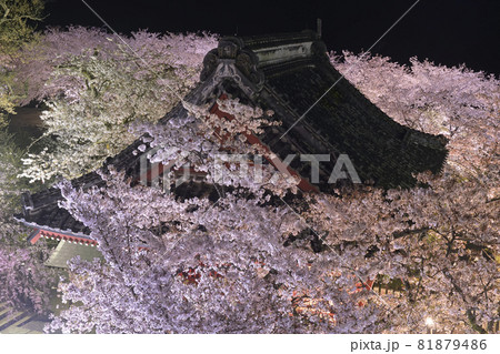 雨引観音のライトアップされた桜の中の仁王門 81879486