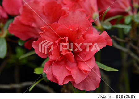 アザレア ゲイシャ 81880988