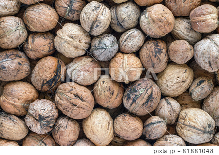 Walnuts - autumn fruits 81881048