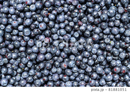 Blueberries - dark blue edible berries Blueberries - dark blue edible berries 81881051