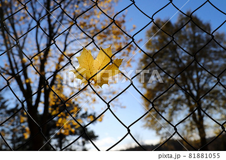 Maple leaf hanging on the fence Maple leaf hanging on the fence 81881055