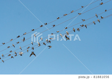 Swallows on wires of power line Swallows on wires of power line 81881056