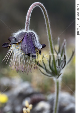 Detail of the flowering pasque flower Detail of the flowering pasque flower 81881074