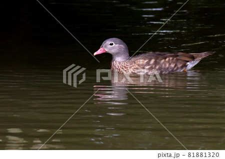オシドリのエクリプス オシドリのエクリプス 81881320