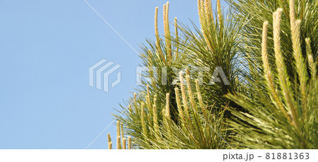 Needle leaf pine tree in its natural environment, pine tree in nature blue sky Needle leaf pine tree in its natural environment, pine tree in nature blue sky 81881363