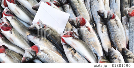 Clean fish are sold fresh at fish market, fresh perch fish, levrek, sold Clean fish are sold fresh at fish market, fresh perch fish, levrek, sold 81881590