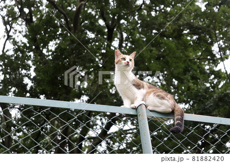 高いところで次の作戦を立てる 81882420