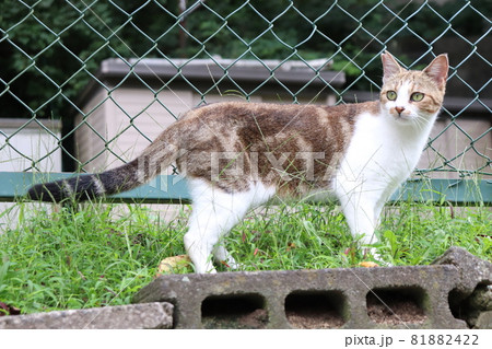 野生の勘 81882422