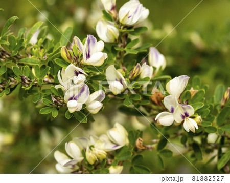 メドハギの花 メドハギの花 81882527