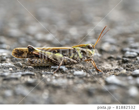 地面にいるクルマバッタモドキ 81882532
