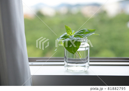 窓際のハーブ(バジル) 窓際のハーブ(バジル) 81882795