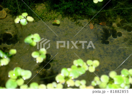 金魚の稚魚と浮かぶ水草 金魚の稚魚と浮かぶ水草 81882855